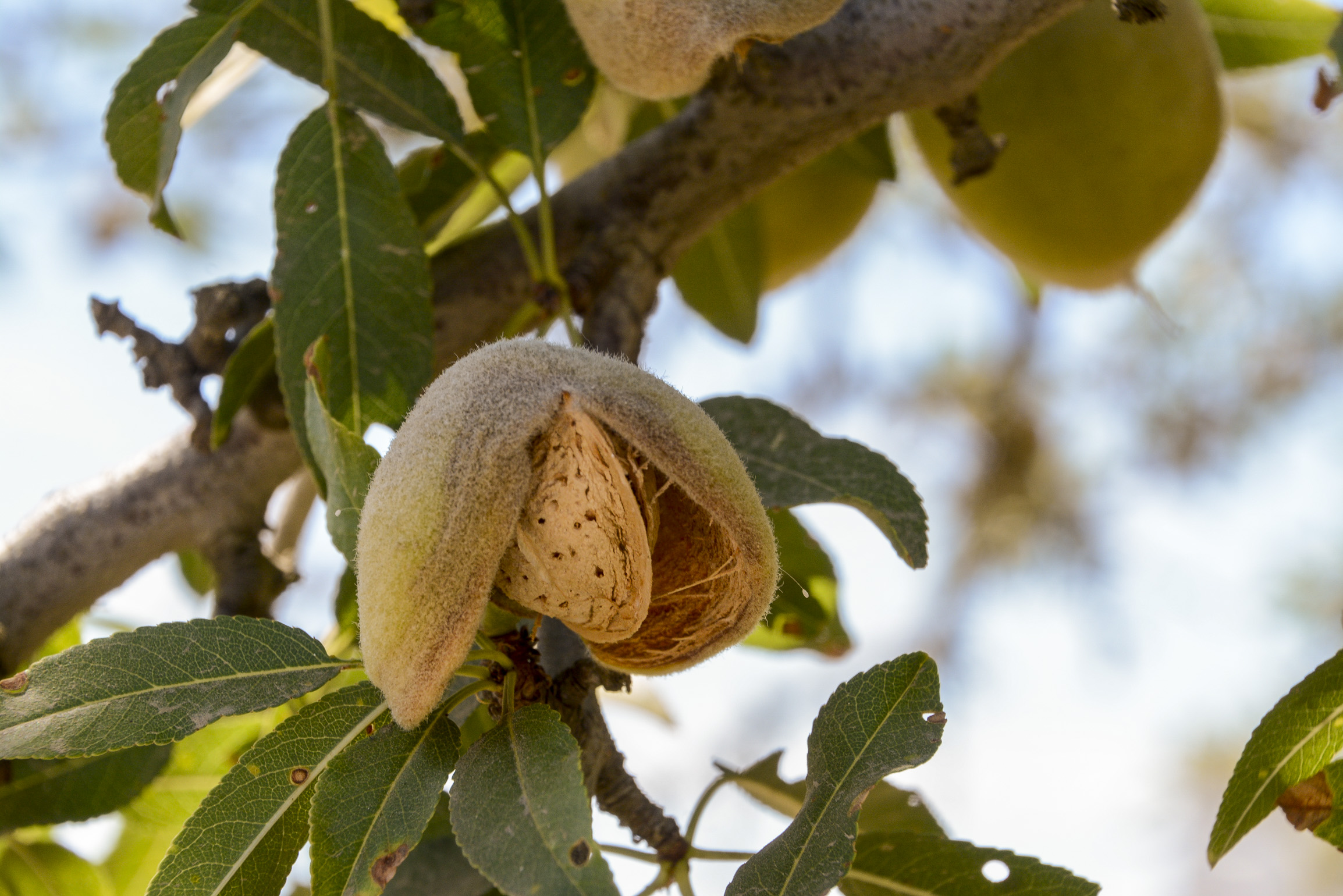 Tree Nut