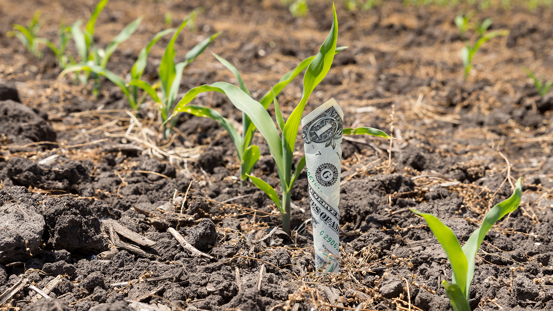 Crop Insurance