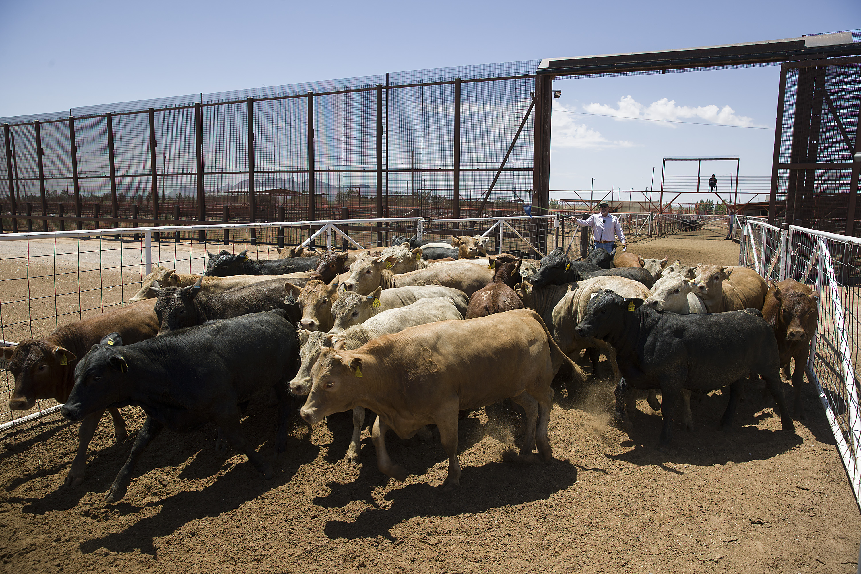 New world Screwworm: Ranchers’ views from both sides of the border